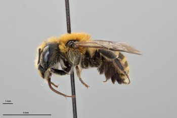 Media type: image;   Entomology 795007 Aspect: habitus lateral view